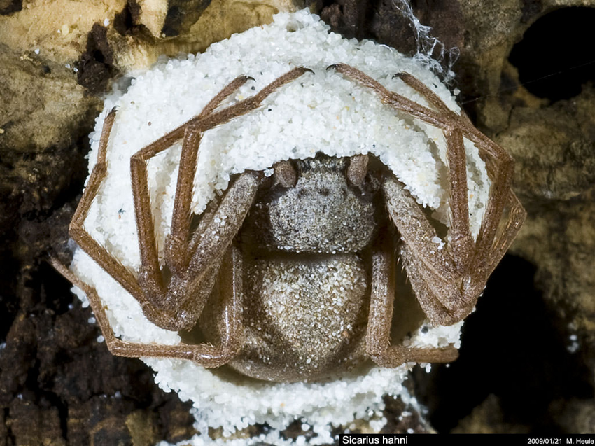 Шестиглазый песочный паук: Может кушать 1 раз в полгода, а токсин растворяет жертву за минуту