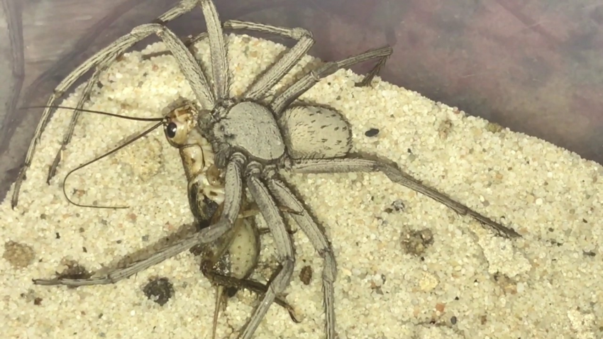 Шестиглазый песочный паук: Может кушать 1 раз в полгода, а токсин растворяет жертву за минуту