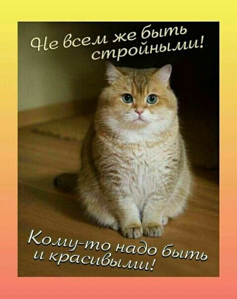 Продолжаем пост весёлых историй из нашей жизни! И котики конечно