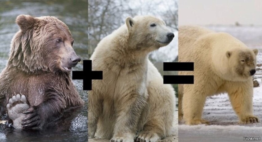 Ученые говорят, что изменение климата вынуждает белых медведей скрещиваться с...
