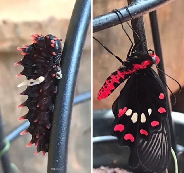 Малиновая гусеница превратилась в бабочку