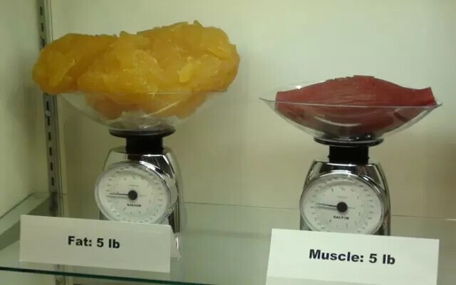 5 фунтов (2.27 кг) жира по сравнению с 5 фунтами мышц