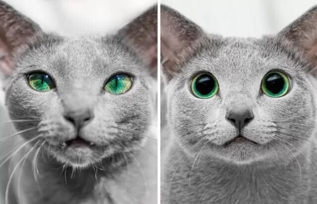 Глаза кошки: днем и ночью