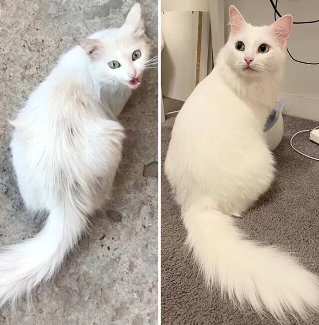Кошку забрали с улицы. Фото до и после, разница в один год