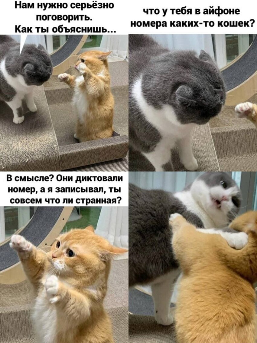 Смешные мемы с котами, которые поднимут вам настроение