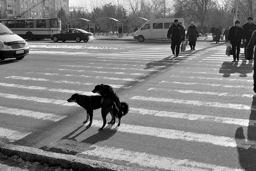 Почему бездомные собаки переходят дорогу по зебре и светофору?
