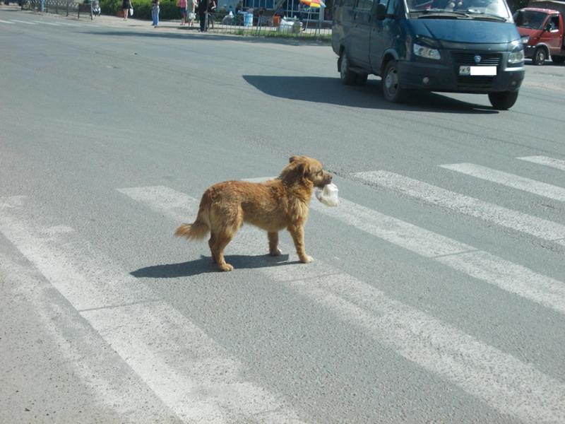 Почему бездомные собаки переходят дорогу по зебре и светофору?