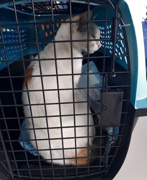 В Панаме "задержали" кота, который пытался пронести наркотики в тюрьму