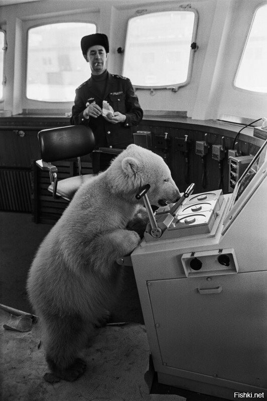 Белый медведь Мишка на борту ледокола "Мурманск", февраль 1970 г