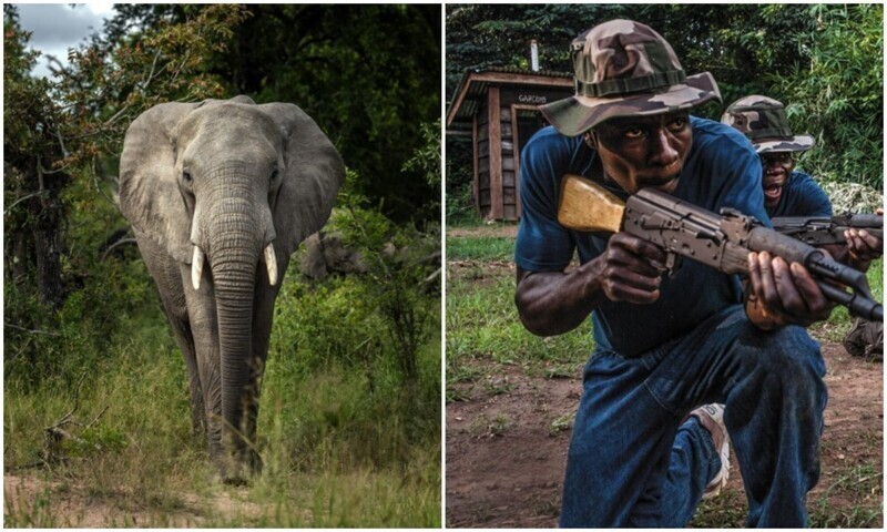 Карма в деле: в ЮАР слон затоптал браконьера