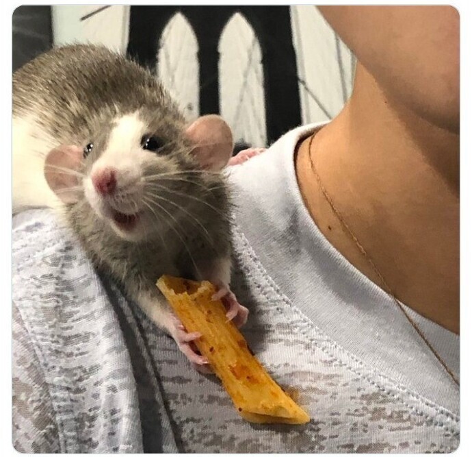 "Моя крыса получила макаронину и счастлива!"
