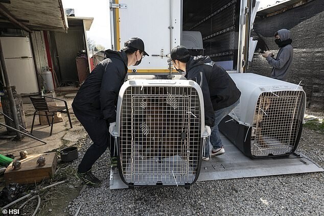 В Корее продолжают закрывать собачьи мясные фермы