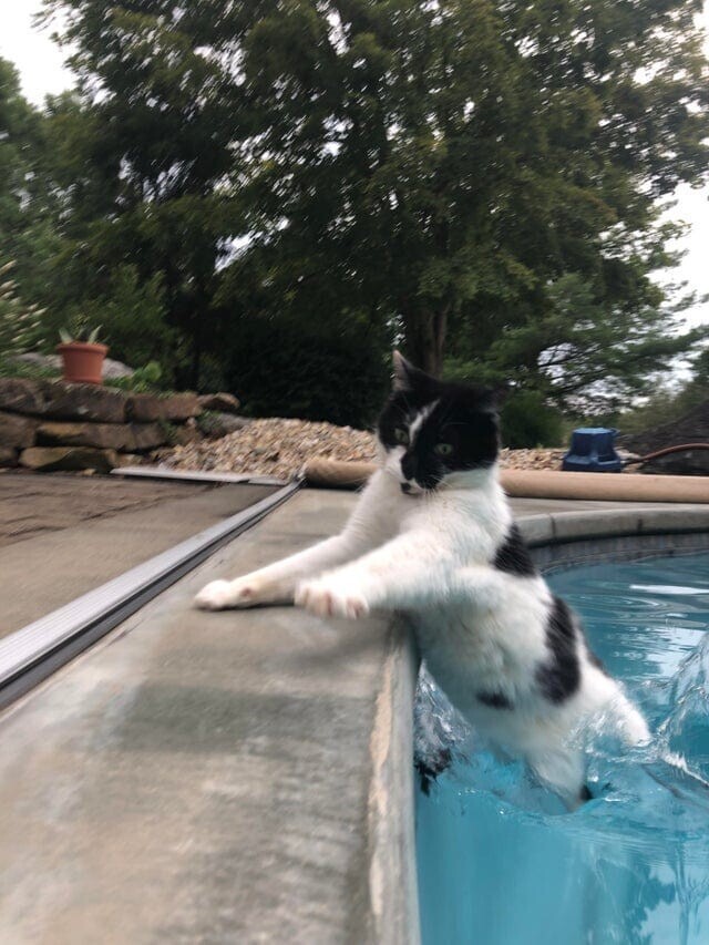7. Я только что сказала, что кошка никогда не падает в бассейн