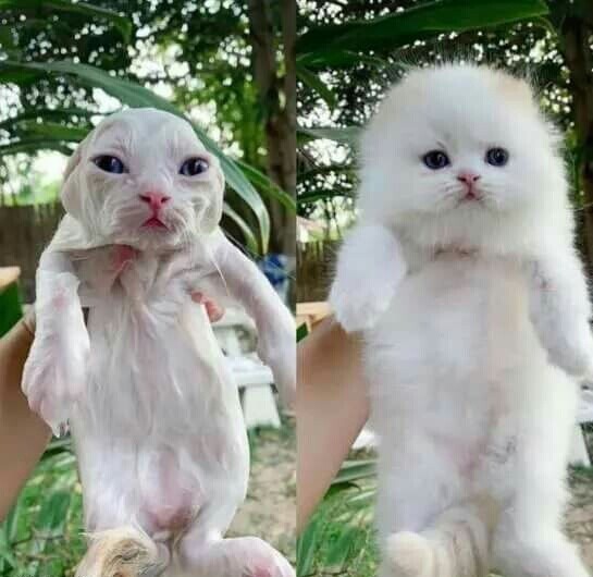 44. Кошка после купания - до и после сушки