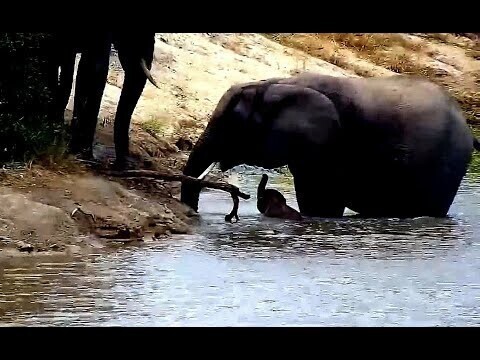 WildLife Слоненок упал в пруд и не мог выбраться 