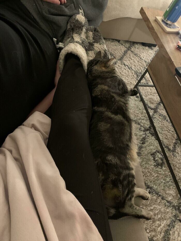 Кот длиной с ногу
