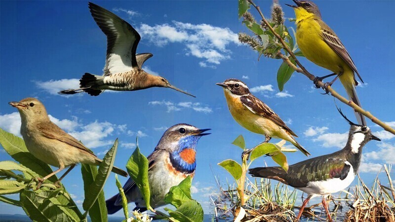 Возвращение луговых птиц на родину и их тайны