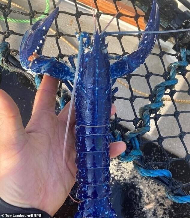 Британский рыбак поймал редчайшего синего омара