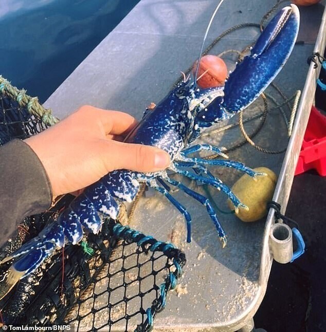 Британский рыбак поймал редчайшего синего омара