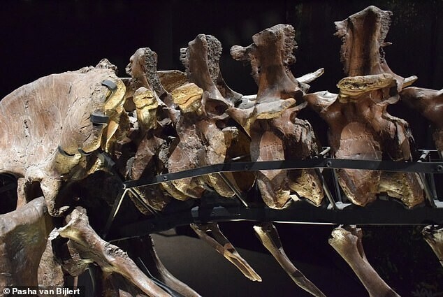 Кости хвоста тираннозавра