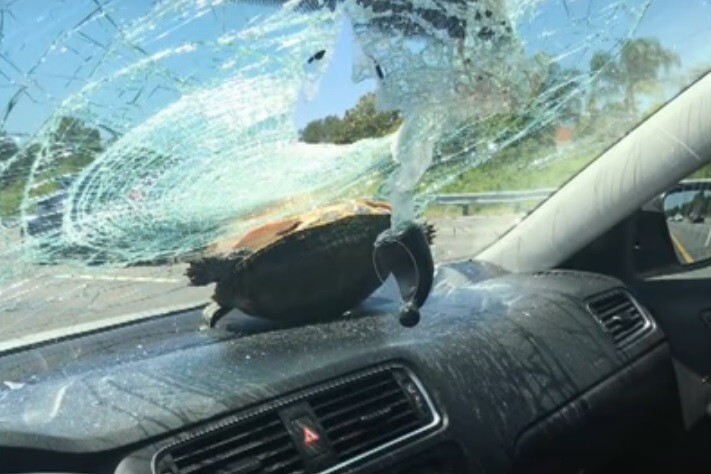 Во Флориде черепаха в полёте пробила стекло и чуть не покалечила пенсионерку