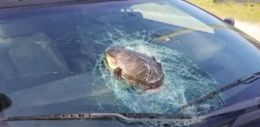 Во Флориде черепаха в полёте пробила стекло и чуть не покалечила пенсионерку