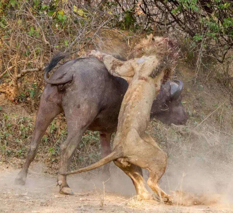 Сражение льва и буйвола