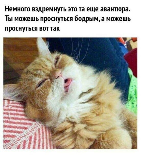 Юмор, сатира, цитаты, всё из жизни и ситуаций