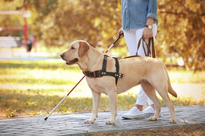 Собака для слепого человека друг и помощник