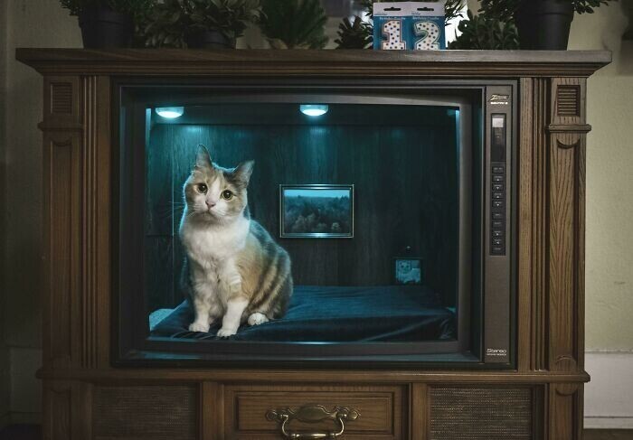 "Сделал из старого телевизора спальню для кошки"