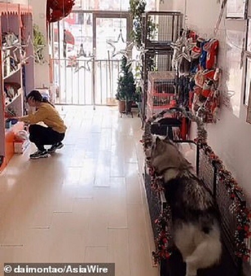 Собака спасла сотрудницу магазина, позвав на помощь людей