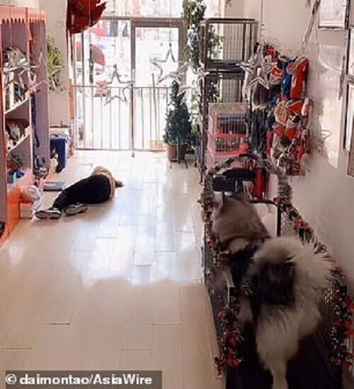 Собака спасла сотрудницу магазина, позвав на помощь людей