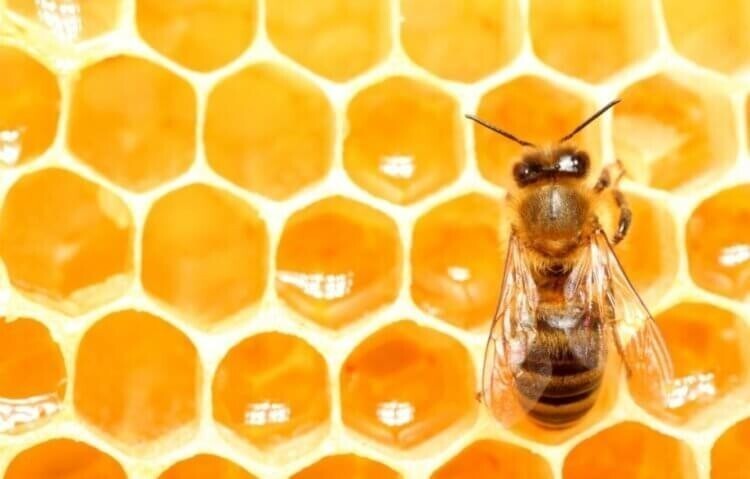 Почему мед из США содержит в себе радиоактивные вещества?