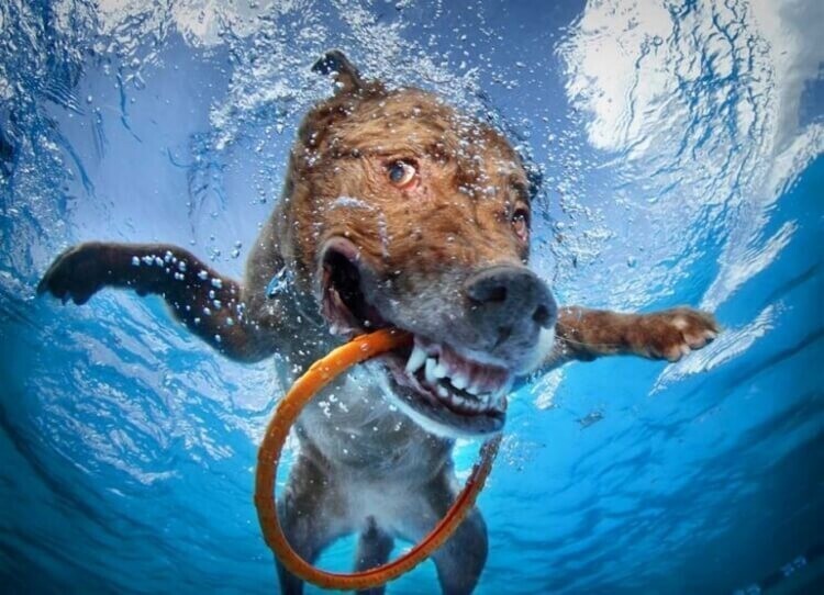 24. Обычная собака, нырнувшая в воду