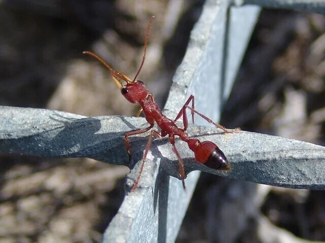 Самый опасный муравей в мире