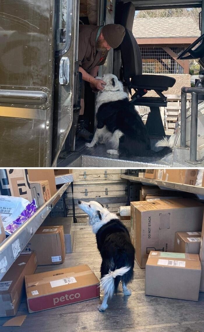 "Сначала наш пес лаял на доставщика, а потом он показал ей грузовик, и они подружились"