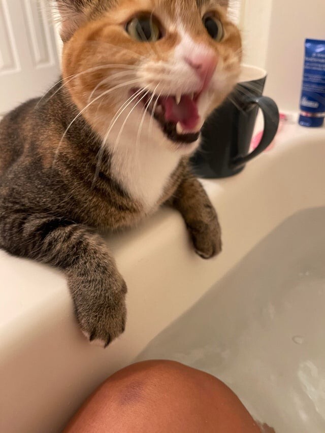 Он кричит не переставая, пока я принимаю ванну