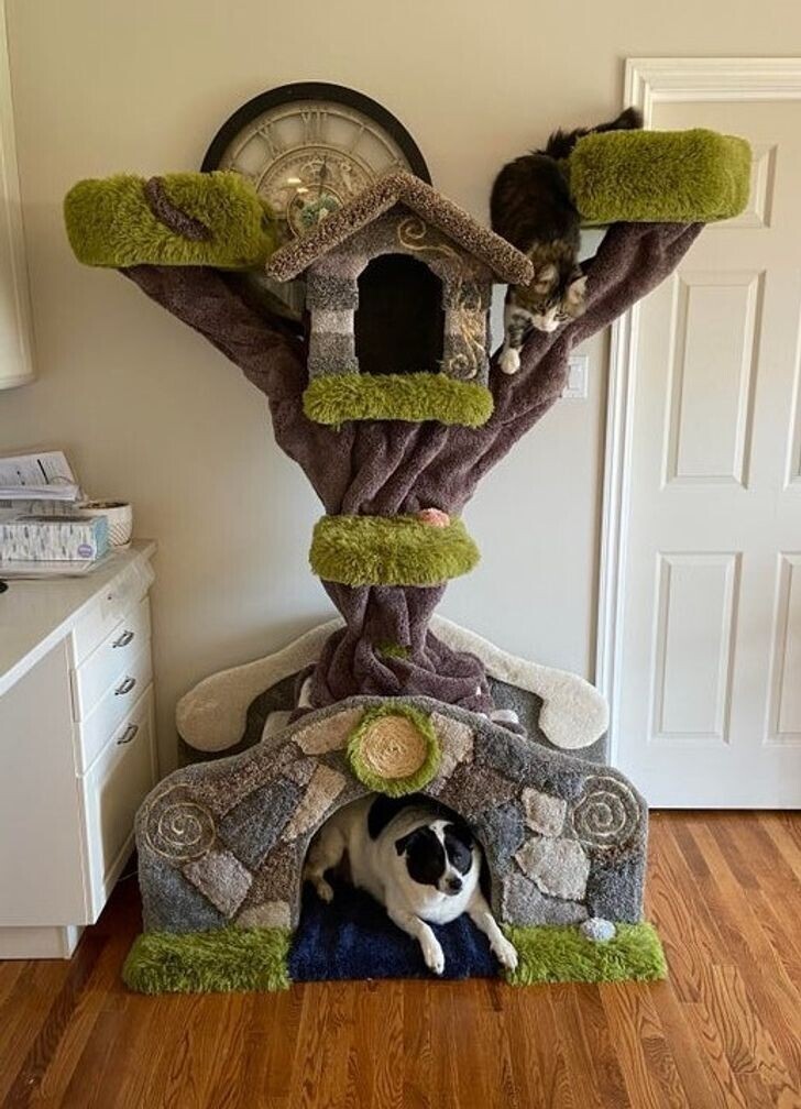 "Я сделал кошачье дерево, но и собака оценила его по достоинству!"