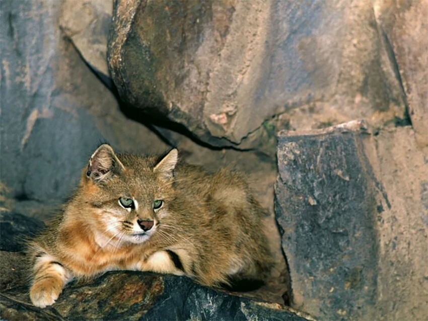 Пампасская кошка: Эффективнее ягуара. Вечно недовольный кот убивает добычу почти в 100% случаев