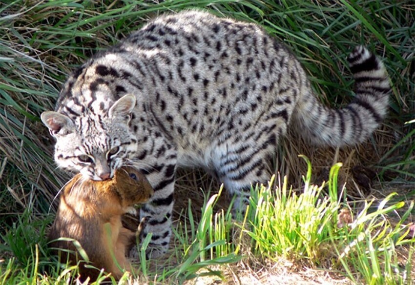 Пампасская кошка: Эффективнее ягуара. Вечно недовольный кот убивает добычу почти в 100% случаев