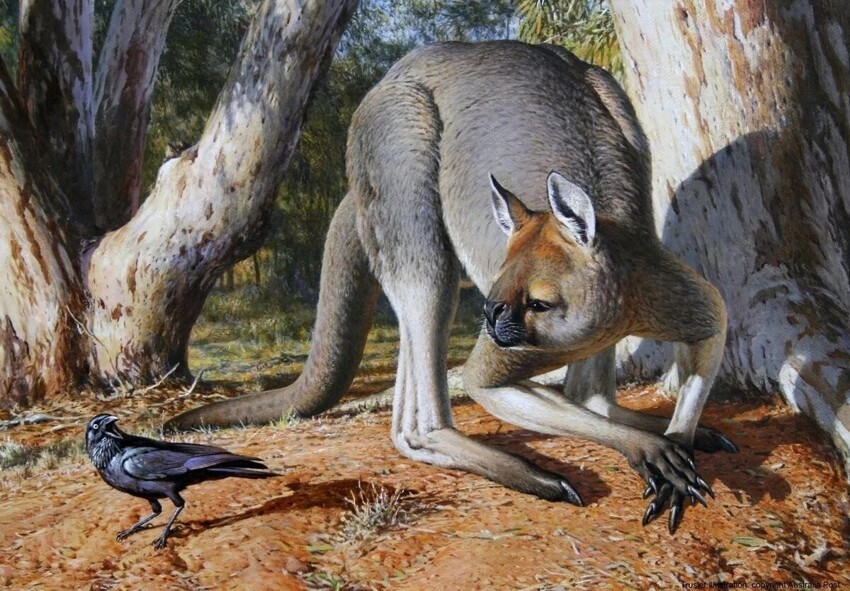 Прокоптодон: Кенгуру-великан с мордой медведя и «копытами». В прошлом Австралия была ещё страшнее