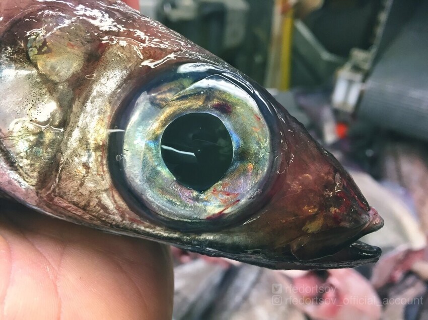 Рыба с огромным глазом, пойманная рыбаком Романом Федорцовым в Аргентине