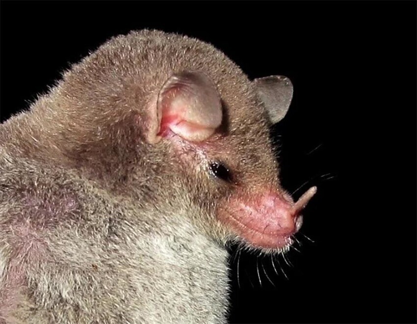 Листонос Лича: Жуткие, но безопасные летучие мыши питаются нектаром и боятся собственной тени