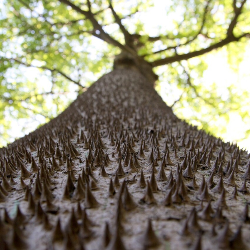 Хлопковое дерево, Celiba Speciosa