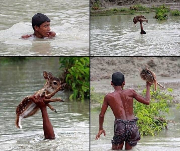 13. Бангладеш. Мальчик спасает олененка, чуть не утонувшего после разлива реки
