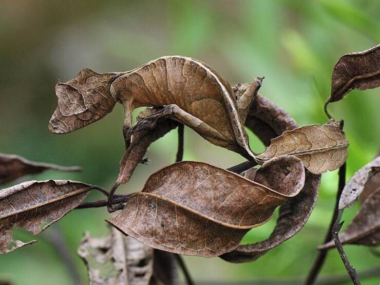 1. Камуфляж этого геккона делает его похожим на сухой лист