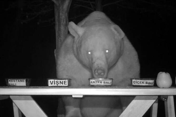 17. Агроном использовал ночные набеги этого медведя в качестве определительного теста, какой сорт меда лучший