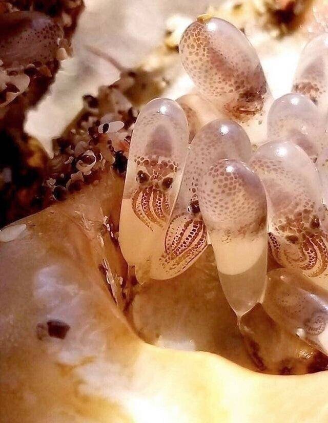 33. Молодые осьминоги: еще в яйцах