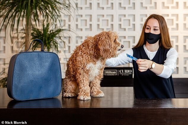 В отелях Hilton собак обслуживают почти как людей