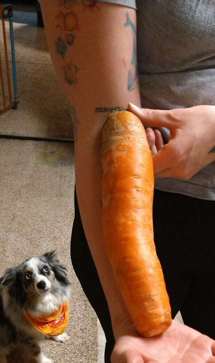 "Сегодня заказал доставку овощей. Вот какую морковь мне привезли!"